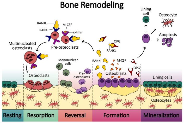 https://cdn.ncbi.nlm.nih.gov/pmc/blobs/ecff/11117796/2879fa6bde54/biomedicines-12-01075-g001.jpg
