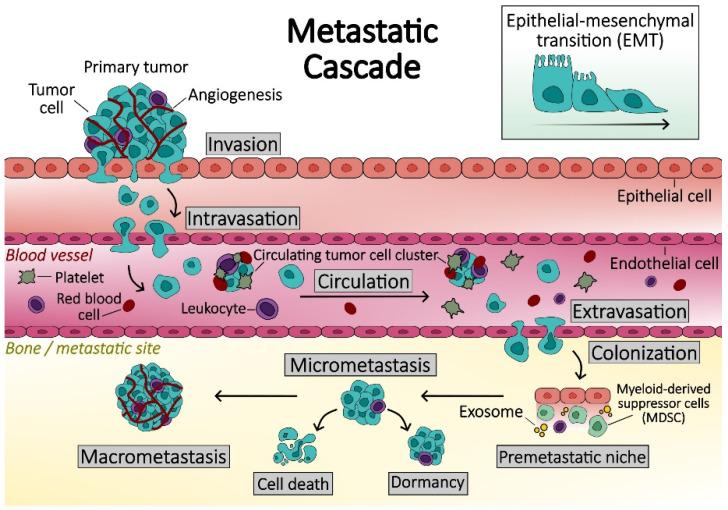 https://cdn.ncbi.nlm.nih.gov/pmc/blobs/ecff/11117796/e278d092d962/biomedicines-12-01075-g002.jpg