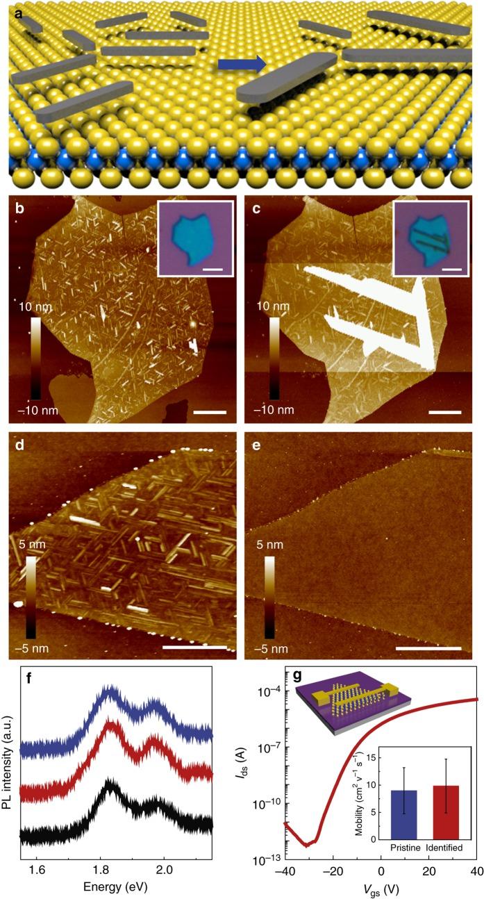 https://cdn.ncbi.nlm.nih.gov/pmc/blobs/ecff/5575328/6caac7393018/41467_2017_329_Fig4_HTML.jpg