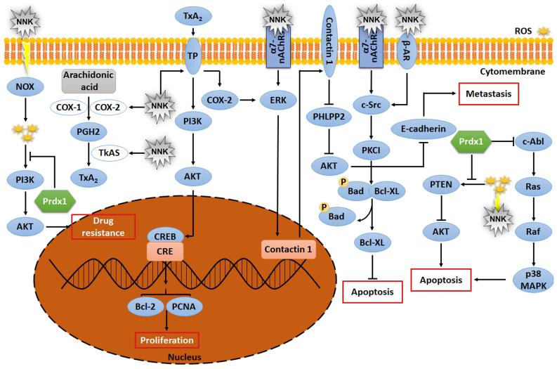 https://cdn.ncbi.nlm.nih.gov/pmc/blobs/ed01/8063228/fbdcf528104b/ol-21-06-12726-g05.jpg