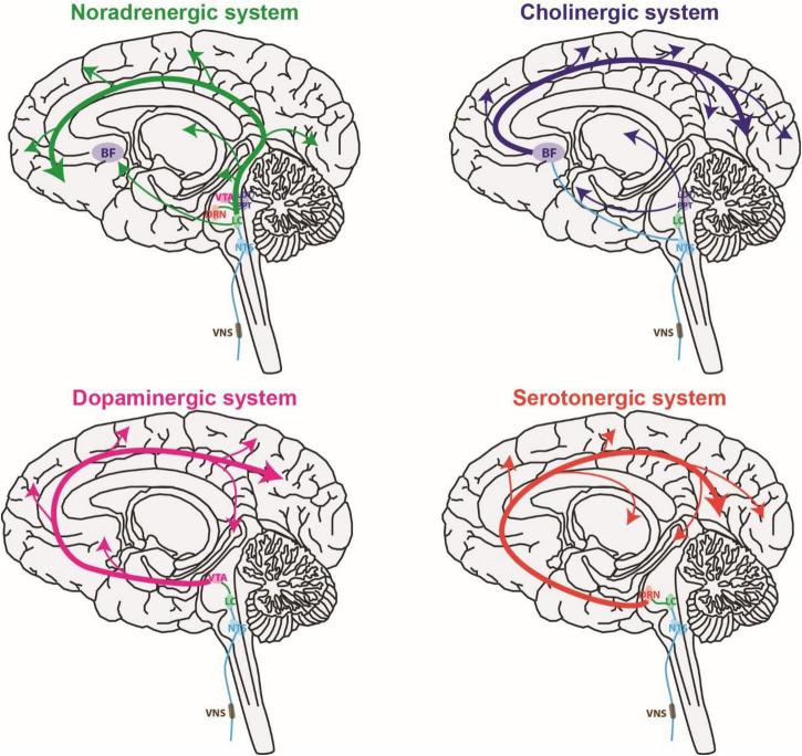 https://cdn.ncbi.nlm.nih.gov/pmc/blobs/ed01/9294458/a5eb637e5a0c/fnins-16-922424-g002.jpg