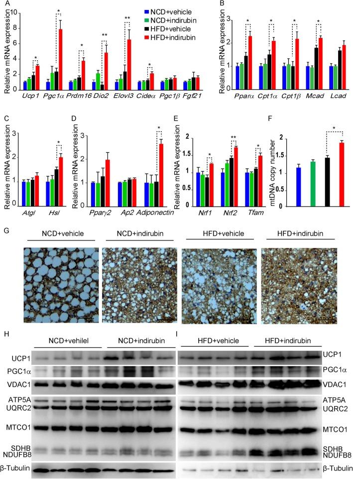 https://cdn.ncbi.nlm.nih.gov/pmc/blobs/ed02/7076951/0b5f574e6f25/12986_2020_440_Fig6_HTML.jpg
