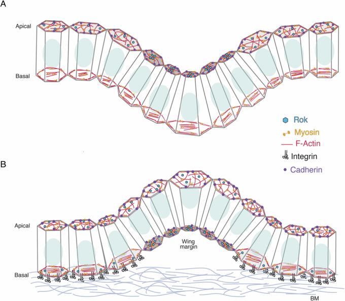 https://cdn.ncbi.nlm.nih.gov/pmc/blobs/ed03/11961693/f2d2564f4624/44318_2025_384_Fig9_HTML.jpg