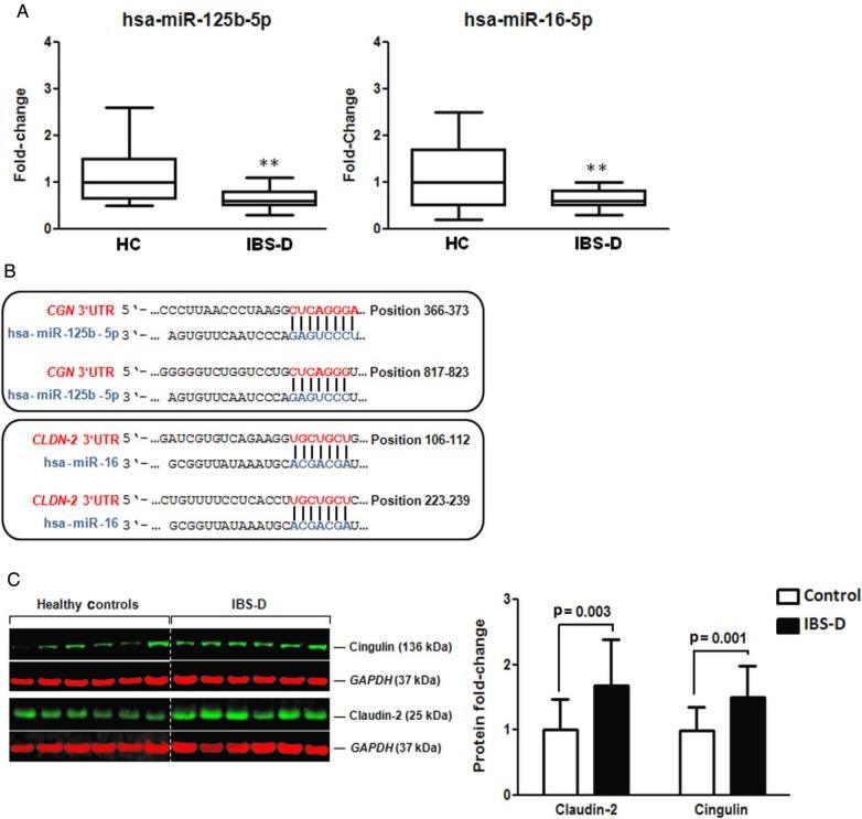 https://cdn.ncbi.nlm.nih.gov/pmc/blobs/ed04/5561373/0dedae9734e0/gutjnl-2016-311477f02.jpg