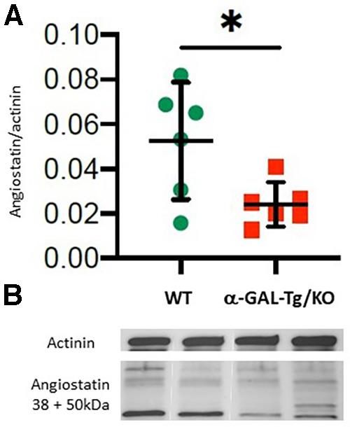https://cdn.ncbi.nlm.nih.gov/pmc/blobs/ed09/10875336/0d764e8dfb06/fcvm-11-1355033-g002.jpg
