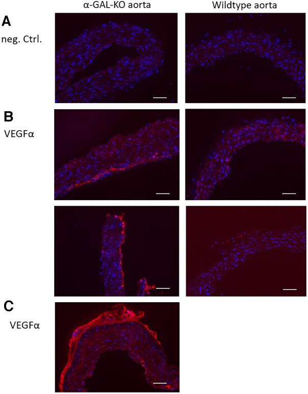 https://cdn.ncbi.nlm.nih.gov/pmc/blobs/ed09/10875336/df89ae7a19a4/fcvm-11-1355033-g003.jpg