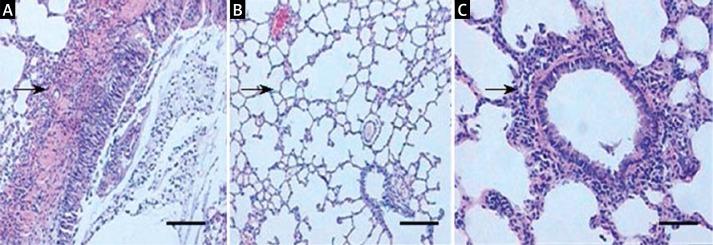 https://cdn.ncbi.nlm.nih.gov/pmc/blobs/ed0a/4175783/01fff89f3b7b/AMS-10-23433-g001.jpg