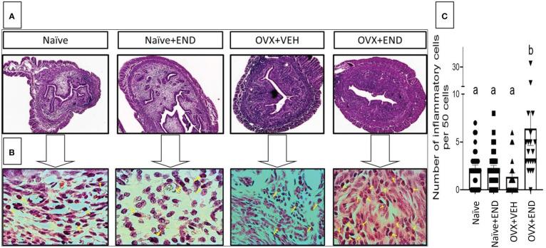 https://cdn.ncbi.nlm.nih.gov/pmc/blobs/ed0d/10748389/dd839ea82ceb/fendo-14-1261781-g002.jpg