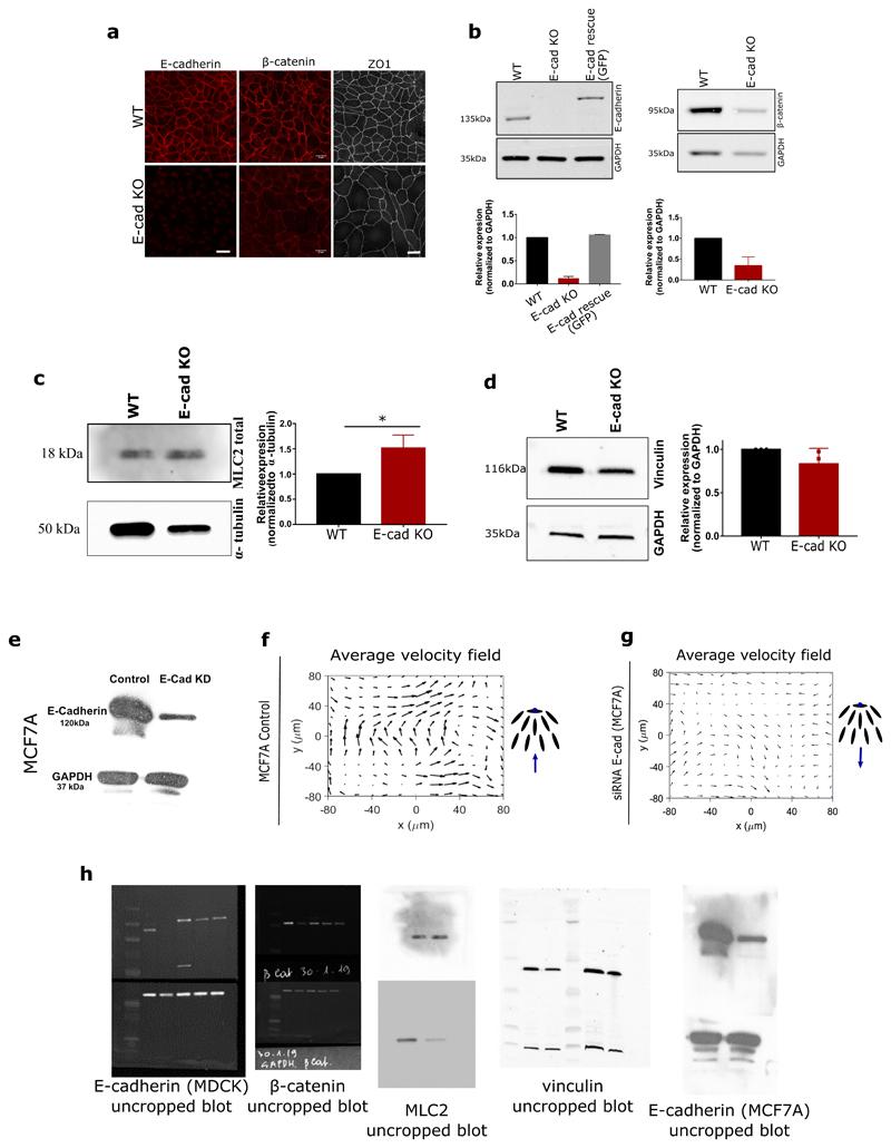 https://cdn.ncbi.nlm.nih.gov/pmc/blobs/ed0d/7611436/78ff3b8f1a3b/EMS118803-f010.jpg
