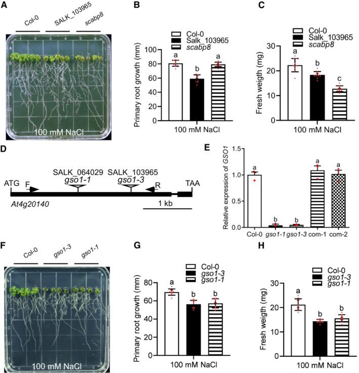 https://cdn.ncbi.nlm.nih.gov/pmc/blobs/ed0f/10308370/096ed3874e2b/EMBJ-42-e113004-g001.jpg