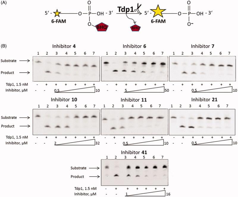 https://cdn.ncbi.nlm.nih.gov/pmc/blobs/ed12/6136360/7b808002363e/IENZ_A_1509210_F0003_C.jpg