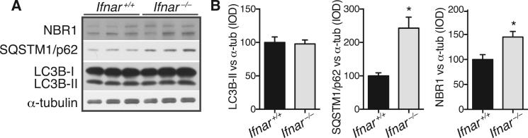 https://cdn.ncbi.nlm.nih.gov/pmc/blobs/ed18/4601085/58a4c6d12d4e/figs4.jpg