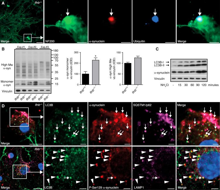 https://cdn.ncbi.nlm.nih.gov/pmc/blobs/ed18/4601085/5dae06130fae/gr6.jpg
