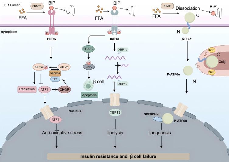 https://cdn.ncbi.nlm.nih.gov/pmc/blobs/ed1a/12036605/6d817e27f85d/DMSO-18-1223-g0003.jpg