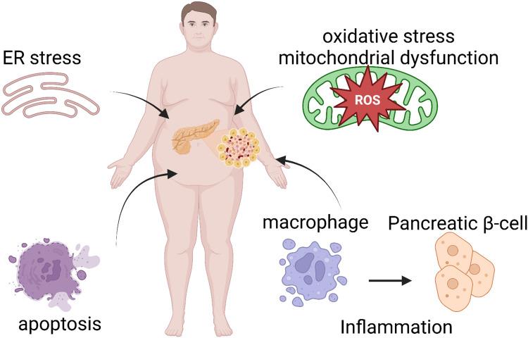 https://cdn.ncbi.nlm.nih.gov/pmc/blobs/ed1a/12036605/783c44cd9deb/DMSO-18-1223-g0001.jpg