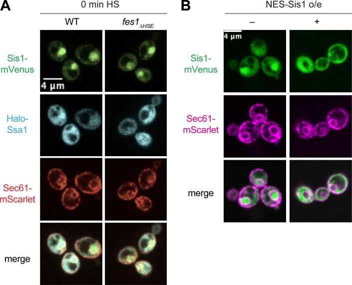 https://cdn.ncbi.nlm.nih.gov/pmc/blobs/ed1c/11415305/0fd750920dc2/JCB_202401082_FigS4.jpg