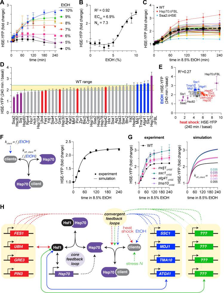 https://cdn.ncbi.nlm.nih.gov/pmc/blobs/ed1c/11415305/9ced466207ea/JCB_202401082_Fig7.jpg