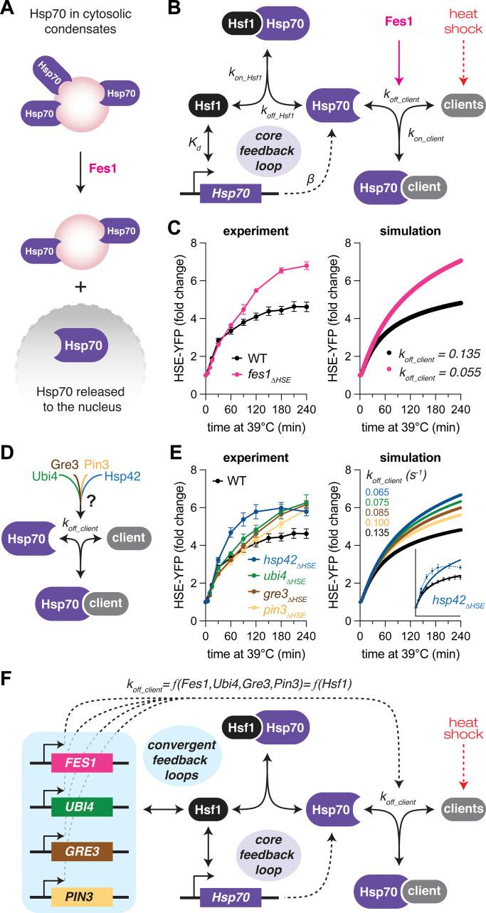 https://cdn.ncbi.nlm.nih.gov/pmc/blobs/ed1c/11415305/b2169683c314/JCB_202401082_Fig6.jpg