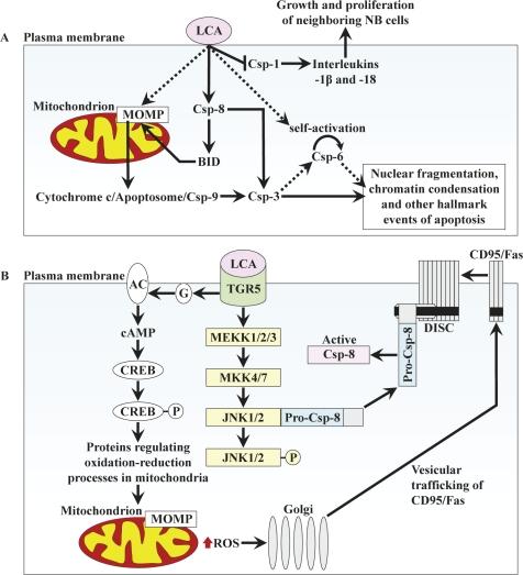 https://cdn.ncbi.nlm.nih.gov/pmc/blobs/ed20/3248158/0ee08f675b63/oncotarget-02-761-g008.jpg