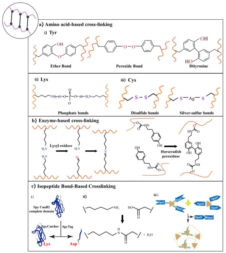 https://cdn.ncbi.nlm.nih.gov/pmc/blobs/ed24/12385739/9da054940073/gels-11-00579-g003.jpg