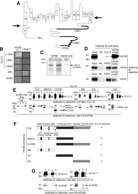 https://cdn.ncbi.nlm.nih.gov/pmc/blobs/ed25/2822520/44de8394e0f3/zh20021058000001.jpg