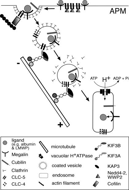https://cdn.ncbi.nlm.nih.gov/pmc/blobs/ed25/2822520/c58859e9de27/zh20021058000007.jpg