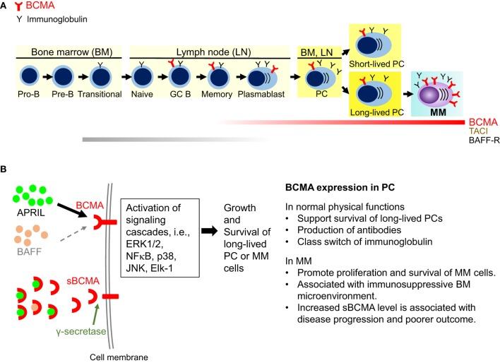 https://cdn.ncbi.nlm.nih.gov/pmc/blobs/ed25/6095983/3566b1388725/fimmu-09-01821-g001.jpg