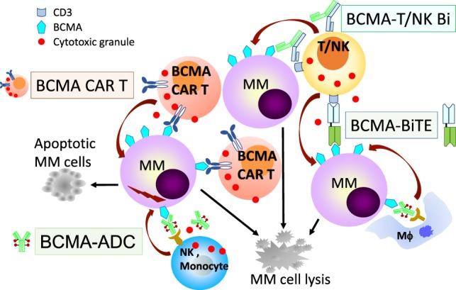 https://cdn.ncbi.nlm.nih.gov/pmc/blobs/ed25/6095983/fdb181f65696/fimmu-09-01821-g002.jpg