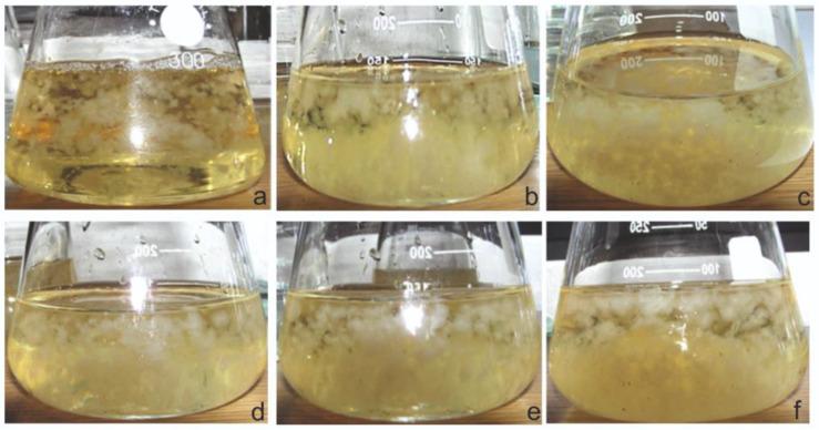https://cdn.ncbi.nlm.nih.gov/pmc/blobs/ed27/9867392/d2b0ec089a8c/plants-12-00294-g001.jpg