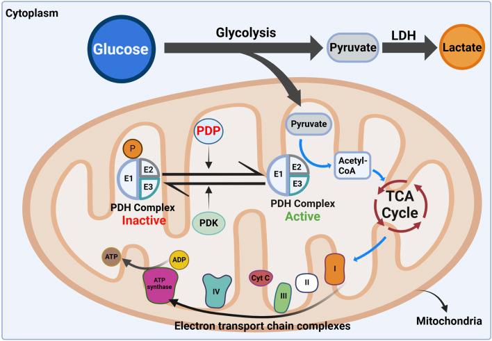 https://cdn.ncbi.nlm.nih.gov/pmc/blobs/ed2a/12146199/79f560467254/fphys-16-1596636-g001.jpg