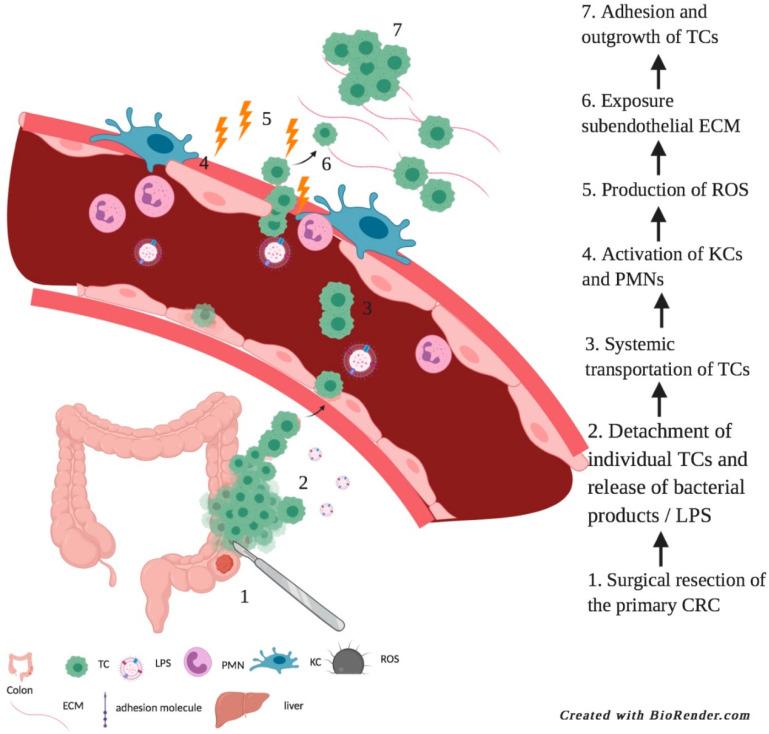 https://cdn.ncbi.nlm.nih.gov/pmc/blobs/ed2c/7916916/6ebb93dee9d3/biomedicines-09-00177-g002.jpg