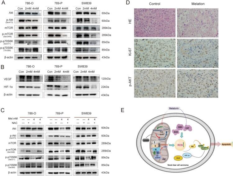 https://cdn.ncbi.nlm.nih.gov/pmc/blobs/ed2d/10472857/247f979b67d4/YRER_A_2251234_F0006_OC.jpg