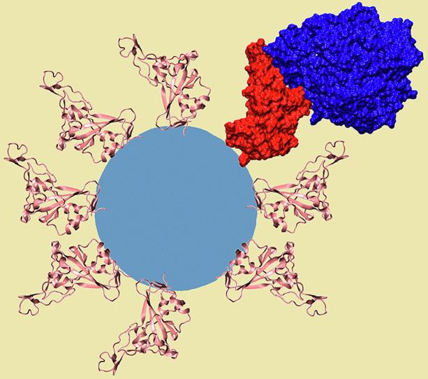 https://cdn.ncbi.nlm.nih.gov/pmc/blobs/ed31/8062422/b1a22672f400/ga1_lrg.jpg