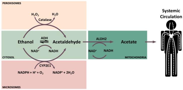 https://cdn.ncbi.nlm.nih.gov/pmc/blobs/ed39/5789370/a050b222d4c7/cancers-10-00020-g001.jpg