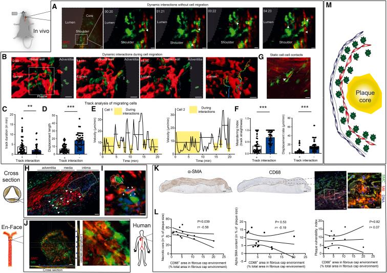 https://cdn.ncbi.nlm.nih.gov/pmc/blobs/ed3b/10588993/b6dc42eb7700/gr4.jpg