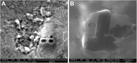 https://cdn.ncbi.nlm.nih.gov/pmc/blobs/ed3c/4673770/919a31d7c9f8/12917_2015_613_Fig8_HTML.jpg