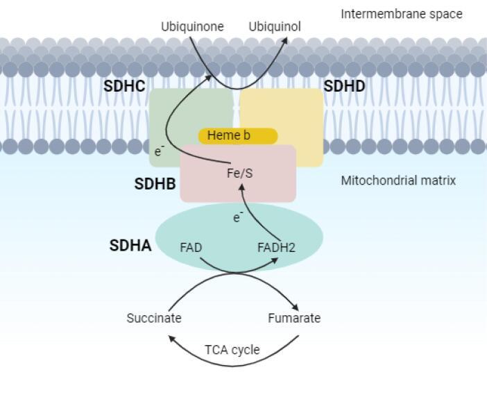 https://cdn.ncbi.nlm.nih.gov/pmc/blobs/ed3d/11416696/c85dd70eac24/aim-27-447-g002.jpg
