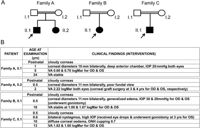 https://cdn.ncbi.nlm.nih.gov/pmc/blobs/ed3e/4195577/58820b1c6dc6/cornea-33-247-g001.jpg