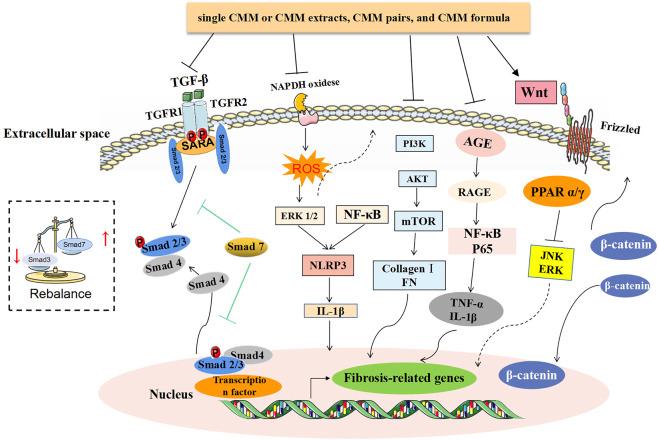 https://cdn.ncbi.nlm.nih.gov/pmc/blobs/ed3f/9340222/d9b0e11992b2/fphar-13-917975-g002.jpg