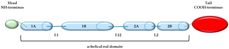 https://cdn.ncbi.nlm.nih.gov/pmc/blobs/ed40/8700449/0430cbbbd58c/cells-10-03413-g001.jpg