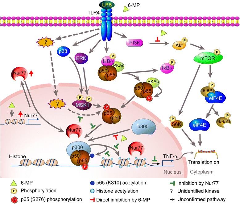 https://cdn.ncbi.nlm.nih.gov/pmc/blobs/ed41/4831152/d5fa028f5cf9/12974_2016_543_Fig11_HTML.jpg