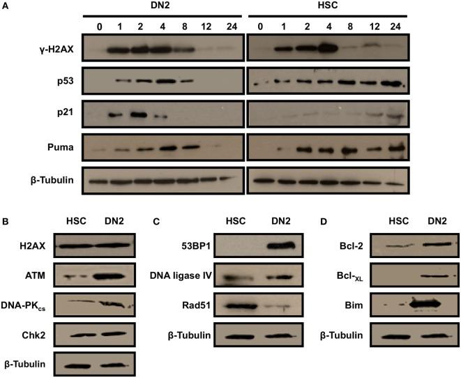 https://cdn.ncbi.nlm.nih.gov/pmc/blobs/ed44/6004388/137d7730df14/fimmu-09-01312-g003.jpg