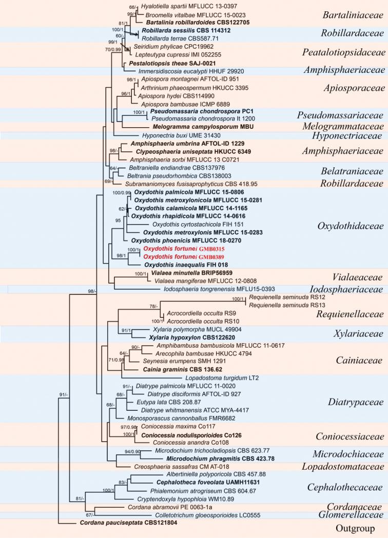 https://cdn.ncbi.nlm.nih.gov/pmc/blobs/ed48/9836516/058172bb6222/mycokeys-93-165-g003.jpg