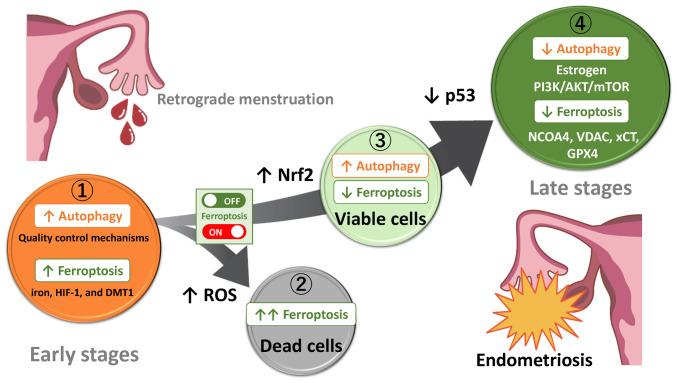 https://cdn.ncbi.nlm.nih.gov/pmc/blobs/ed4a/11265838/a0fe297fe0e9/ijmm-54-03-05402-g04.jpg