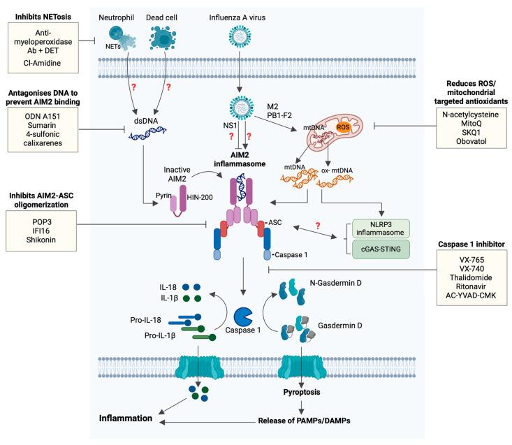 https://cdn.ncbi.nlm.nih.gov/pmc/blobs/ed4b/11512208/3caa30169bcf/viruses-16-01535-g002.jpg