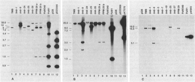 https://cdn.ncbi.nlm.nih.gov/pmc/blobs/ed4d/526820/42c74da84454/jbacter00165-0195-a.jpg