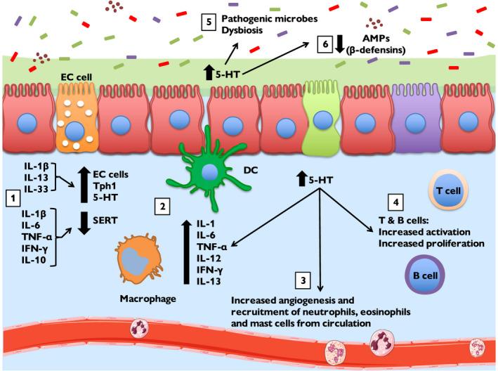 https://cdn.ncbi.nlm.nih.gov/pmc/blobs/ed4f/9292703/a2d00b8cb6d7/FSB2-35-e21888-g001.jpg