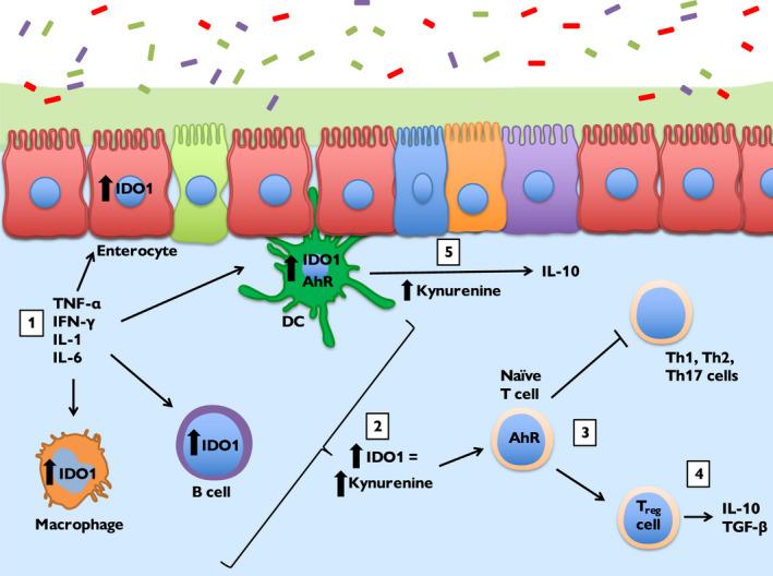 https://cdn.ncbi.nlm.nih.gov/pmc/blobs/ed4f/9292703/c0a1b586d49c/FSB2-35-e21888-g004.jpg