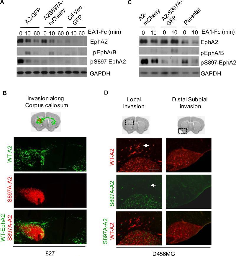 https://cdn.ncbi.nlm.nih.gov/pmc/blobs/ed52/4119862/406c6cff93a3/nihms-551118-f0002.jpg