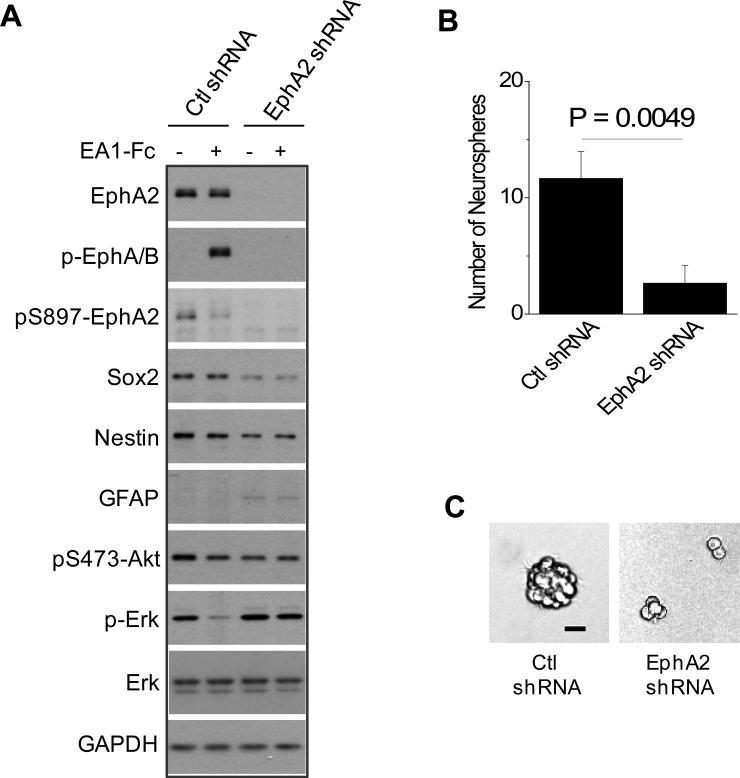 https://cdn.ncbi.nlm.nih.gov/pmc/blobs/ed52/4119862/971c374a7870/nihms-551118-f0005.jpg
